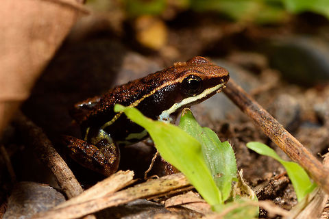 Marbled Poison Frog, Tumaco, Colombia About 2cm in size. Major credit to our guide Manuel Espejo who spent about an hour to find it after first hearing it call. Found in a pretty bizarre location: the backyard of a narcos shrimp farm. This narcos-owned shrimp farm was repossessed by the authorities and then left to rot. The buildings had an apocalypse feel to them, overgrown and in the process of being taken back by nature. Our guide Jonathan secured a birding permit, allowing us to explore the large backyard area, consisting of woodland, ponds and a big lake.
https://www.jungledragon.com/image/79607/marbled_poison_frog_-_frontal_tumaco_colombia.html
https://www.jungledragon.com/image/79608/marbled_poison_frog_-_side_view_tumaco_colombia.html
https://www.jungledragon.com/image/79609/marbled_poison_frog_-_top_tumaco_colombia.html Colombia,Colombia 2018,Colombia South,Epipedobates boulengeri,South America,Tumaco,World