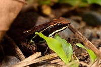 Marbled Poison Frog, Tumaco, Colombia About 2cm in size. Major credit to our guide Manuel Espejo who spent about an hour to find it after first hearing it call. Found in a pretty bizarre location: the backyard of a narcos shrimp farm. This narcos-owned shrimp farm was repossessed by the authorities and then left to rot. The buildings had an apocalypse feel to them, overgrown and in the process of being taken back by nature. Our guide Jonathan secured a birding permit, allowing us to explore the large backyard area, consisting of woodland, ponds and a big lake.<br />
https://www.jungledragon.com/image/79607/marbled_poison_frog_-_frontal_tumaco_colombia.html<br />
https://www.jungledragon.com/image/79608/marbled_poison_frog_-_side_view_tumaco_colombia.html<br />
https://www.jungledragon.com/image/79609/marbled_poison_frog_-_top_tumaco_colombia.html Colombia,Colombia 2018,Colombia South,Epipedobates boulengeri,South America,Tumaco,World