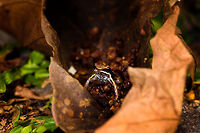 Marbled Poison Frog - frontal, Tumaco, Colombia About 2cm in size. Major credit to our guide Manuel Espejo who spent about an hour to find it after first hearing it call. Found in a pretty bizarre location: the backyard of a narcos shrimp farm. This narcos-owned shrimp farm was repossessed by the authorities and then left to rot. The buildings had an apocalypse feel to them, overgrown and in the process of being taken back by nature. Our guide Jonathan secured a birding permit, allowing us to explore the large backyard area, consisting of woodland, ponds and a big lake.<br />
https://www.jungledragon.com/image/79606/marbled_poison_frog_tumaco_colombia.html<br />
https://www.jungledragon.com/image/79608/marbled_poison_frog_-_side_view_tumaco_colombia.html<br />
https://www.jungledragon.com/image/79609/marbled_poison_frog_-_top_tumaco_colombia.html Colombia,Colombia 2018,Colombia South,Epipedobates boulengeri,Marbled poison frog,South America,Tumaco,World