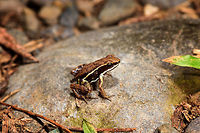 Marbled Poison Frog - side view, Tumaco, Colombia About 2cm in size. Major credit to our guide Manuel Espejo who spent about an hour to find it after first hearing it call. Found in a pretty bizarre location: the backyard of a narcos shrimp farm. This narcos-owned shrimp farm was repossessed by the authorities and then left to rot. The buildings had an apocalypse feel to them, overgrown and in the process of being taken back by nature. Our guide Jonathan secured a birding permit, allowing us to explore the large backyard area, consisting of woodland, ponds and a big lake.<br />
https://www.jungledragon.com/image/79606/marbled_poison_frog_tumaco_colombia.html<br />
https://www.jungledragon.com/image/79607/marbled_poison_frog_-_frontal_tumaco_colombia.html<br />
https://www.jungledragon.com/image/79609/marbled_poison_frog_-_top_tumaco_colombia.html Colombia,Colombia 2018,Colombia South,Epipedobates boulengeri,Marbled poison frog,South America,Tumaco,World
