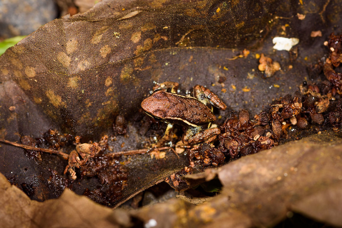 Marbled Poison Frog - top, Tumaco, Colombia About 2cm in size. Major credit to our guide Manuel Espejo who spent about an hour to find it after first hearing it call. Found in a pretty bizarre location: the backyard of a narcos shrimp farm. This narcos-owned shrimp farm was repossessed by the authorities and then left to rot. The buildings had an apocalypse feel to them, overgrown and in the process of being taken back by nature. Our guide Jonathan secured a birding permit, allowing us to explore the large backyard area, consisting of woodland, ponds and a big lake.<br />
<figure class="photo"><a href="https://www.jungledragon.com/image/79606/marbled_poison_frog_tumaco_colombia.html" title="Marbled Poison Frog, Tumaco, Colombia"><img src="https://s3.amazonaws.com/media.jungledragon.com/images/2/79606_thumb.jpg?AWSAccessKeyId=05GMT0V3GWVNE7GGM1R2&Expires=1759968010&Signature=hvzDQXbZZ2AIBkRXKMDig46spE0%3D" width="200" height="134" alt="Marbled Poison Frog, Tumaco, Colombia About 2cm in size. Major credit to our guide Manuel Espejo who spent about an hour to find it after first hearing it call. Found in a pretty bizarre location: the backyard of a narcos shrimp farm. This narcos-owned shrimp farm was repossessed by the authorities and then left to rot. The buildings had an apocalypse feel to them, overgrown and in the process of being taken back by nature. Our guide Jonathan secured a birding permit, allowing us to explore the large backyard area, consisting of woodland, ponds and a big lake.<br />
https://www.jungledragon.com/image/79607/marbled_poison_frog_-_frontal_tumaco_colombia.html<br />
https://www.jungledragon.com/image/79608/marbled_poison_frog_-_side_view_tumaco_colombia.html<br />
https://www.jungledragon.com/image/79609/marbled_poison_frog_-_top_tumaco_colombia.html Colombia,Colombia 2018,Colombia South,Epipedobates boulengeri,South America,Tumaco,World" /></a></figure><br />
<figure class="photo"><a href="https://www.jungledragon.com/image/79607/marbled_poison_frog_-_frontal_tumaco_colombia.html" title="Marbled Poison Frog - frontal, Tumaco, Colombia"><img src="https://s3.amazonaws.com/media.jungledragon.com/images/2/79607_thumb.jpg?AWSAccessKeyId=05GMT0V3GWVNE7GGM1R2&Expires=1759968010&Signature=J4Ub%2B6hioMHnRw%2FCMOC33K2xqS8%3D" width="200" height="134" alt="Marbled Poison Frog - frontal, Tumaco, Colombia About 2cm in size. Major credit to our guide Manuel Espejo who spent about an hour to find it after first hearing it call. Found in a pretty bizarre location: the backyard of a narcos shrimp farm. This narcos-owned shrimp farm was repossessed by the authorities and then left to rot. The buildings had an apocalypse feel to them, overgrown and in the process of being taken back by nature. Our guide Jonathan secured a birding permit, allowing us to explore the large backyard area, consisting of woodland, ponds and a big lake.<br />
https://www.jungledragon.com/image/79606/marbled_poison_frog_tumaco_colombia.html<br />
https://www.jungledragon.com/image/79608/marbled_poison_frog_-_side_view_tumaco_colombia.html<br />
https://www.jungledragon.com/image/79609/marbled_poison_frog_-_top_tumaco_colombia.html Colombia,Colombia 2018,Colombia South,Epipedobates boulengeri,Marbled poison frog,South America,Tumaco,World" /></a></figure><br />
<figure class="photo"><a href="https://www.jungledragon.com/image/79608/marbled_poison_frog_-_side_view_tumaco_colombia.html" title="Marbled Poison Frog - side view, Tumaco, Colombia"><img src="https://s3.amazonaws.com/media.jungledragon.com/images/2/79608_thumb.jpg?AWSAccessKeyId=05GMT0V3GWVNE7GGM1R2&Expires=1759968010&Signature=AL2mMZdVhd9%2BVhzMLzeDXomE%2B%2FM%3D" width="200" height="134" alt="Marbled Poison Frog - side view, Tumaco, Colombia About 2cm in size. Major credit to our guide Manuel Espejo who spent about an hour to find it after first hearing it call. Found in a pretty bizarre location: the backyard of a narcos shrimp farm. This narcos-owned shrimp farm was repossessed by the authorities and then left to rot. The buildings had an apocalypse feel to them, overgrown and in the process of being taken back by nature. Our guide Jonathan secured a birding permit, allowing us to explore the large backyard area, consisting of woodland, ponds and a big lake.<br />
https://www.jungledragon.com/image/79606/marbled_poison_frog_tumaco_colombia.html<br />
https://www.jungledragon.com/image/79607/marbled_poison_frog_-_frontal_tumaco_colombia.html<br />
https://www.jungledragon.com/image/79609/marbled_poison_frog_-_top_tumaco_colombia.html Colombia,Colombia 2018,Colombia South,Epipedobates boulengeri,Marbled poison frog,South America,Tumaco,World" /></a></figure> Colombia,Colombia 2018,Colombia South,Epipedobates boulengeri,Marbled poison frog,South America,Tumaco,World