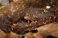 Marbled Poison Frog - top, Tumaco, Colombia About 2cm in size. Major credit to our guide Manuel Espejo who spent about an hour to find it after first hearing it call. Found in a pretty bizarre location: the backyard of a narcos shrimp farm. This narcos-owned shrimp farm was repossessed by the authorities and then left to rot. The buildings had an apocalypse feel to them, overgrown and in the process of being taken back by nature. Our guide Jonathan secured a birding permit, allowing us to explore the large backyard area, consisting of woodland, ponds and a big lake.<br />
https://www.jungledragon.com/image/79606/marbled_poison_frog_tumaco_colombia.html<br />
https://www.jungledragon.com/image/79607/marbled_poison_frog_-_frontal_tumaco_colombia.html<br />
https://www.jungledragon.com/image/79608/marbled_poison_frog_-_side_view_tumaco_colombia.html Colombia,Colombia 2018,Colombia South,Epipedobates boulengeri,Marbled poison frog,South America,Tumaco,World
