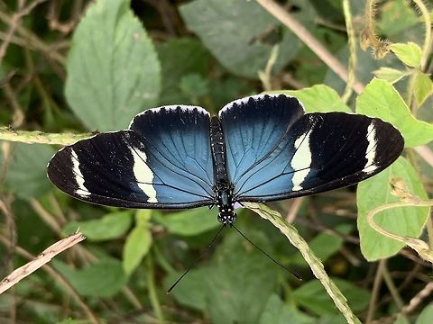 Heliconius cydno, Tumaco, Colombia Smartphone photo. Heliconius cydno, named Cydno Longwing or sometimes White-barred Longwing, has several subspecies with a great variety in patterns. This is possibly the weymeri or zelinde subspecies, known to occur in Colombia. Colombia,Colombia 2018,Colombia South,Cydno Longwing,Fall,Geotagged,Heliconius cydno,South America,Tumaco,World