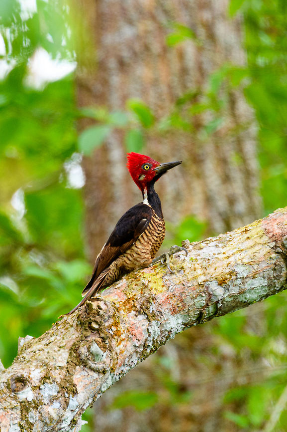 Guayaquil woodpecker, Tumaco, Colombia A beautiful woodpecker found only in the far SouthWest of Colombia and Northwestern Ecuador. Near-threatened. It's not a shy bird, it forages in the open and is not quick to flee. Other than by call, it can be found by its drums, which consists of 5 rapid taps.<br />
<figure class="photo"><a href="https://www.jungledragon.com/image/79613/guayaquil_woodpecker_-_side_view_tumaco_colombia.html" title="Guayaquil woodpecker - side view, Tumaco, Colombia"><img src="https://s3.amazonaws.com/media.jungledragon.com/images/2/79613_thumb.jpg?AWSAccessKeyId=05GMT0V3GWVNE7GGM1R2&Expires=1769040010&Signature=FIZd5UREGSanyVozHeDPYHSU5Iw%3D" width="138" height="152" alt="Guayaquil woodpecker - side view, Tumaco, Colombia A beautiful woodpecker found only in the far SouthWest of Colombia and Northwestern Ecuador. Near-threatened. It's not a shy bird, it forages in the open and is not quick to flee. Other than by call, it can be found by its drums, which consists of 5 rapid taps.<br />
https://www.jungledragon.com/image/79612/guayaquil_woodpecker_tumaco_colombia.html<br />
https://www.jungledragon.com/image/79614/guayaquil_woodpecker_-_perched_tumaco_colombia.html<br />
https://www.jungledragon.com/image/79615/guayaquil_woodpecker_-_backside_tumaco_colombia.html Campephilus gayaquilensis,Colombia,Colombia 2018,Colombia South,Fall,Geotagged,Guayaquil woodpecker,South America,Tumaco,World" /></a></figure><br />
<figure class="photo"><a href="https://www.jungledragon.com/image/79614/guayaquil_woodpecker_-_perched_tumaco_colombia.html" title="Guayaquil woodpecker - perched, Tumaco, Colombia"><img src="https://s3.amazonaws.com/media.jungledragon.com/images/2/79614_thumb.jpg?AWSAccessKeyId=05GMT0V3GWVNE7GGM1R2&Expires=1769040010&Signature=LJIsOp9i3Ctlv%2Fq077p%2F7lSpJZQ%3D" width="200" height="134" alt="Guayaquil woodpecker - perched, Tumaco, Colombia A beautiful woodpecker found only in the far SouthWest of Colombia and Northwestern Ecuador. Near-threatened. It's not a shy bird, it forages in the open and is not quick to flee. Other than by call, it can be found by its drums, which consists of 5 rapid taps.<br />
https://www.jungledragon.com/image/79612/guayaquil_woodpecker_tumaco_colombia.html<br />
https://www.jungledragon.com/image/79613/guayaquil_woodpecker_-_side_view_tumaco_colombia.html<br />
https://www.jungledragon.com/image/79615/guayaquil_woodpecker_-_backside_tumaco_colombia.html Campephilus gayaquilensis,Colombia,Colombia 2018,Colombia South,Fall,Geotagged,Guayaquil woodpecker,South America,Tumaco,World" /></a></figure><br />
<figure class="photo"><a href="https://www.jungledragon.com/image/79615/guayaquil_woodpecker_-_backside_tumaco_colombia.html" title="Guayaquil woodpecker - backside, Tumaco, Colombia"><img src="https://s3.amazonaws.com/media.jungledragon.com/images/2/79615_thumb.jpg?AWSAccessKeyId=05GMT0V3GWVNE7GGM1R2&Expires=1769040010&Signature=RqMRcJ4p5e34TEsLYelLeDuelos%3D" width="200" height="134" alt="Guayaquil woodpecker - backside, Tumaco, Colombia A beautiful woodpecker found only in the far SouthWest of Colombia and Northwestern Ecuador. Near-threatened. It's not a shy bird, it forages in the open and is not quick to flee. Other than by call, it can be found by its drums, which consists of 5 rapid taps.<br />
https://www.jungledragon.com/image/79612/guayaquil_woodpecker_tumaco_colombia.html<br />
https://www.jungledragon.com/image/79613/guayaquil_woodpecker_-_side_view_tumaco_colombia.html<br />
https://www.jungledragon.com/image/79614/guayaquil_woodpecker_-_perched_tumaco_colombia.html Campephilus gayaquilensis,Colombia,Colombia 2018,Colombia South,Fall,Geotagged,Guayaquil woodpecker,South America,Tumaco,World" /></a></figure> Campephilus gayaquilensis,Colombia,Colombia 2018,Colombia South,Fall,Geotagged,Guayaquil woodpecker,South America,Tumaco,World
