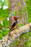 Guayaquil woodpecker, Tumaco, Colombia A beautiful woodpecker found only in the far SouthWest of Colombia and Northwestern Ecuador. Near-threatened. It's not a shy bird, it forages in the open and is not quick to flee. Other than by call, it can be found by its drums, which consists of 5 rapid taps.<br />
https://www.jungledragon.com/image/79613/guayaquil_woodpecker_-_side_view_tumaco_colombia.html<br />
https://www.jungledragon.com/image/79614/guayaquil_woodpecker_-_perched_tumaco_colombia.html<br />
https://www.jungledragon.com/image/79615/guayaquil_woodpecker_-_backside_tumaco_colombia.html Campephilus gayaquilensis,Colombia,Colombia 2018,Colombia South,Fall,Geotagged,Guayaquil woodpecker,South America,Tumaco,World