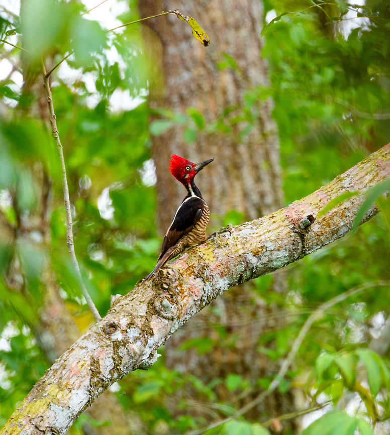 Guayaquil woodpecker - side view, Tumaco, Colombia A beautiful woodpecker found only in the far SouthWest of Colombia and Northwestern Ecuador. Near-threatened. It&#039;s not a shy bird, it forages in the open and is not quick to flee. Other than by call, it can be found by its drums, which consists of 5 rapid taps.<br />
<figure class="photo"><a href="https://www.jungledragon.com/image/79612/guayaquil_woodpecker_tumaco_colombia.html" title="Guayaquil woodpecker, Tumaco, Colombia"><img src="https://s3.amazonaws.com/media.jungledragon.com/images/2/79612_thumb.jpg?AWSAccessKeyId=05GMT0V3GWVNE7GGM1R2&Expires=1759968010&Signature=XZsvCWuRfukNLVBIVrILYfrczxE%3D" width="102" height="152" alt="Guayaquil woodpecker, Tumaco, Colombia A beautiful woodpecker found only in the far SouthWest of Colombia and Northwestern Ecuador. Near-threatened. It&#039;s not a shy bird, it forages in the open and is not quick to flee. Other than by call, it can be found by its drums, which consists of 5 rapid taps.<br />
https://www.jungledragon.com/image/79613/guayaquil_woodpecker_-_side_view_tumaco_colombia.html<br />
https://www.jungledragon.com/image/79614/guayaquil_woodpecker_-_perched_tumaco_colombia.html<br />
https://www.jungledragon.com/image/79615/guayaquil_woodpecker_-_backside_tumaco_colombia.html Campephilus gayaquilensis,Colombia,Colombia 2018,Colombia South,Fall,Geotagged,Guayaquil woodpecker,South America,Tumaco,World" /></a></figure><br />
<figure class="photo"><a href="https://www.jungledragon.com/image/79614/guayaquil_woodpecker_-_perched_tumaco_colombia.html" title="Guayaquil woodpecker - perched, Tumaco, Colombia"><img src="https://s3.amazonaws.com/media.jungledragon.com/images/2/79614_thumb.jpg?AWSAccessKeyId=05GMT0V3GWVNE7GGM1R2&Expires=1759968010&Signature=%2F3AUrF7Sapt6jDkLM2JA3YWla04%3D" width="200" height="134" alt="Guayaquil woodpecker - perched, Tumaco, Colombia A beautiful woodpecker found only in the far SouthWest of Colombia and Northwestern Ecuador. Near-threatened. It&#039;s not a shy bird, it forages in the open and is not quick to flee. Other than by call, it can be found by its drums, which consists of 5 rapid taps.<br />
https://www.jungledragon.com/image/79612/guayaquil_woodpecker_tumaco_colombia.html<br />
https://www.jungledragon.com/image/79613/guayaquil_woodpecker_-_side_view_tumaco_colombia.html<br />
https://www.jungledragon.com/image/79615/guayaquil_woodpecker_-_backside_tumaco_colombia.html Campephilus gayaquilensis,Colombia,Colombia 2018,Colombia South,Fall,Geotagged,Guayaquil woodpecker,South America,Tumaco,World" /></a></figure><br />
<figure class="photo"><a href="https://www.jungledragon.com/image/79615/guayaquil_woodpecker_-_backside_tumaco_colombia.html" title="Guayaquil woodpecker - backside, Tumaco, Colombia"><img src="https://s3.amazonaws.com/media.jungledragon.com/images/2/79615_thumb.jpg?AWSAccessKeyId=05GMT0V3GWVNE7GGM1R2&Expires=1759968010&Signature=8kKzppARWdkFHbn8GOltEQbdlMI%3D" width="200" height="134" alt="Guayaquil woodpecker - backside, Tumaco, Colombia A beautiful woodpecker found only in the far SouthWest of Colombia and Northwestern Ecuador. Near-threatened. It&#039;s not a shy bird, it forages in the open and is not quick to flee. Other than by call, it can be found by its drums, which consists of 5 rapid taps.<br />
https://www.jungledragon.com/image/79612/guayaquil_woodpecker_tumaco_colombia.html<br />
https://www.jungledragon.com/image/79613/guayaquil_woodpecker_-_side_view_tumaco_colombia.html<br />
https://www.jungledragon.com/image/79614/guayaquil_woodpecker_-_perched_tumaco_colombia.html Campephilus gayaquilensis,Colombia,Colombia 2018,Colombia South,Fall,Geotagged,Guayaquil woodpecker,South America,Tumaco,World" /></a></figure> Campephilus gayaquilensis,Colombia,Colombia 2018,Colombia South,Fall,Geotagged,Guayaquil woodpecker,South America,Tumaco,World