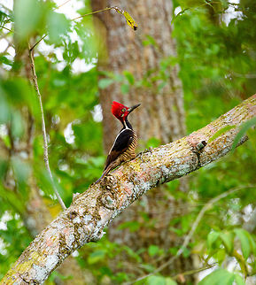 Guayaquil woodpecker - side view, Tumaco, Colombia A beautiful woodpecker found only in the far SouthWest of Colombia and Northwestern Ecuador. Near-threatened. It's not a shy bird, it forages in the open and is not quick to flee. Other than by call, it can be found by its drums, which consists of 5 rapid taps.
https://www.jungledragon.com/image/79612/guayaquil_woodpecker_tumaco_colombia.html
https://www.jungledragon.com/image/79614/guayaquil_woodpecker_-_perched_tumaco_colombia.html
https://www.jungledragon.com/image/79615/guayaquil_woodpecker_-_backside_tumaco_colombia.html Campephilus gayaquilensis,Colombia,Colombia 2018,Colombia South,Fall,Geotagged,Guayaquil woodpecker,South America,Tumaco,World