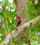 Guayaquil woodpecker - side view, Tumaco, Colombia A beautiful woodpecker found only in the far SouthWest of Colombia and Northwestern Ecuador. Near-threatened. It's not a shy bird, it forages in the open and is not quick to flee. Other than by call, it can be found by its drums, which consists of 5 rapid taps.<br />
https://www.jungledragon.com/image/79612/guayaquil_woodpecker_tumaco_colombia.html<br />
https://www.jungledragon.com/image/79614/guayaquil_woodpecker_-_perched_tumaco_colombia.html<br />
https://www.jungledragon.com/image/79615/guayaquil_woodpecker_-_backside_tumaco_colombia.html Campephilus gayaquilensis,Colombia,Colombia 2018,Colombia South,Fall,Geotagged,Guayaquil woodpecker,South America,Tumaco,World