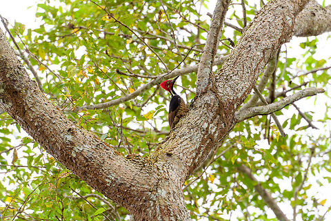 Guayaquil woodpecker - perched, Tumaco, Colombia A beautiful woodpecker found only in the far SouthWest of Colombia and Northwestern Ecuador. Near-threatened. It's not a shy bird, it forages in the open and is not quick to flee. Other than by call, it can be found by its drums, which consists of 5 rapid taps.
https://www.jungledragon.com/image/79612/guayaquil_woodpecker_tumaco_colombia.html
https://www.jungledragon.com/image/79613/guayaquil_woodpecker_-_side_view_tumaco_colombia.html
https://www.jungledragon.com/image/79615/guayaquil_woodpecker_-_backside_tumaco_colombia.html Campephilus gayaquilensis,Colombia,Colombia 2018,Colombia South,Fall,Geotagged,Guayaquil woodpecker,South America,Tumaco,World