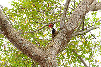 Guayaquil woodpecker - perched, Tumaco, Colombia A beautiful woodpecker found only in the far SouthWest of Colombia and Northwestern Ecuador. Near-threatened. It's not a shy bird, it forages in the open and is not quick to flee. Other than by call, it can be found by its drums, which consists of 5 rapid taps.<br />
https://www.jungledragon.com/image/79612/guayaquil_woodpecker_tumaco_colombia.html<br />
https://www.jungledragon.com/image/79613/guayaquil_woodpecker_-_side_view_tumaco_colombia.html<br />
https://www.jungledragon.com/image/79615/guayaquil_woodpecker_-_backside_tumaco_colombia.html Campephilus gayaquilensis,Colombia,Colombia 2018,Colombia South,Fall,Geotagged,Guayaquil woodpecker,South America,Tumaco,World