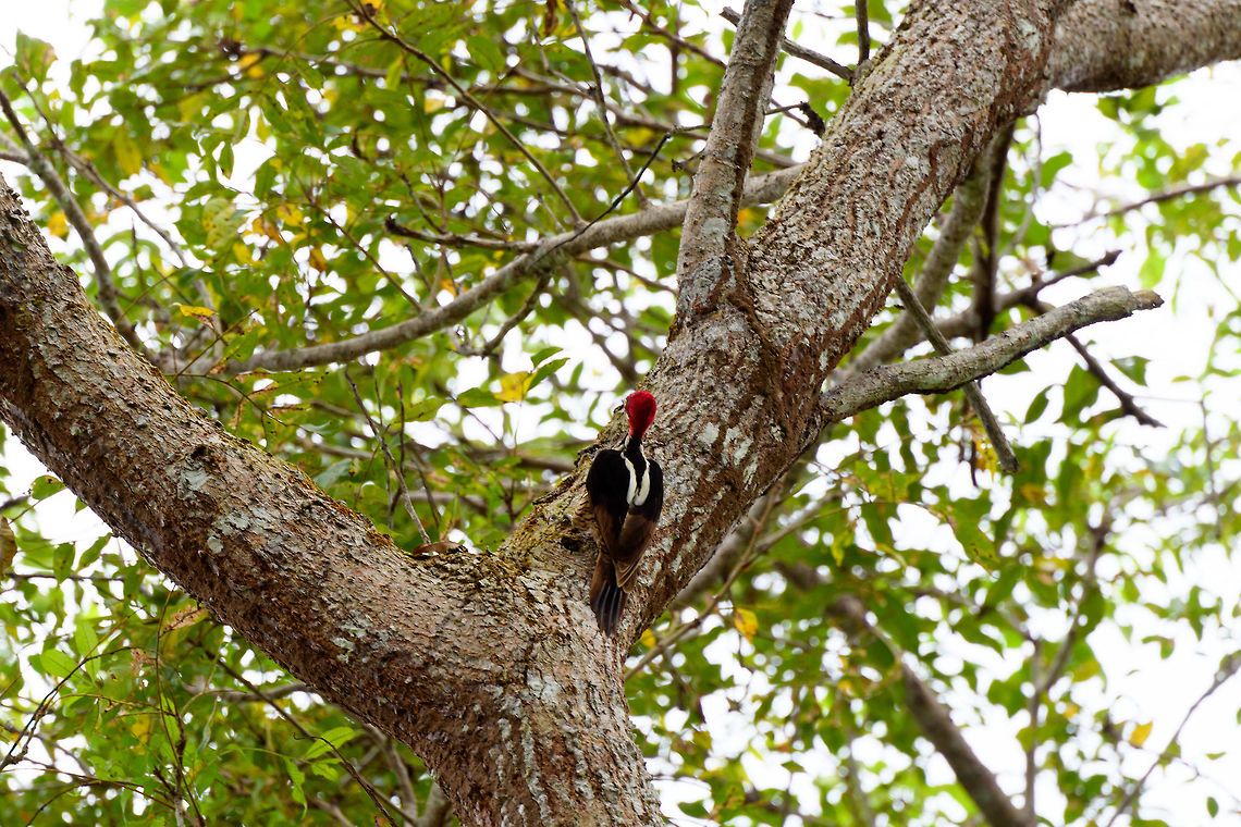 Guayaquil woodpecker - backside, Tumaco, Colombia A beautiful woodpecker found only in the far SouthWest of Colombia and Northwestern Ecuador. Near-threatened. It&#039;s not a shy bird, it forages in the open and is not quick to flee. Other than by call, it can be found by its drums, which consists of 5 rapid taps.<br />
<figure class="photo"><a href="https://www.jungledragon.com/image/79612/guayaquil_woodpecker_tumaco_colombia.html" title="Guayaquil woodpecker, Tumaco, Colombia"><img src="https://s3.amazonaws.com/media.jungledragon.com/images/2/79612_thumb.jpg?AWSAccessKeyId=05GMT0V3GWVNE7GGM1R2&Expires=1759968010&Signature=XZsvCWuRfukNLVBIVrILYfrczxE%3D" width="102" height="152" alt="Guayaquil woodpecker, Tumaco, Colombia A beautiful woodpecker found only in the far SouthWest of Colombia and Northwestern Ecuador. Near-threatened. It&#039;s not a shy bird, it forages in the open and is not quick to flee. Other than by call, it can be found by its drums, which consists of 5 rapid taps.<br />
https://www.jungledragon.com/image/79613/guayaquil_woodpecker_-_side_view_tumaco_colombia.html<br />
https://www.jungledragon.com/image/79614/guayaquil_woodpecker_-_perched_tumaco_colombia.html<br />
https://www.jungledragon.com/image/79615/guayaquil_woodpecker_-_backside_tumaco_colombia.html Campephilus gayaquilensis,Colombia,Colombia 2018,Colombia South,Fall,Geotagged,Guayaquil woodpecker,South America,Tumaco,World" /></a></figure><br />
<figure class="photo"><a href="https://www.jungledragon.com/image/79613/guayaquil_woodpecker_-_side_view_tumaco_colombia.html" title="Guayaquil woodpecker - side view, Tumaco, Colombia"><img src="https://s3.amazonaws.com/media.jungledragon.com/images/2/79613_thumb.jpg?AWSAccessKeyId=05GMT0V3GWVNE7GGM1R2&Expires=1759968010&Signature=vYRS0Lb%2B41H2asupGz63rpQC64s%3D" width="138" height="152" alt="Guayaquil woodpecker - side view, Tumaco, Colombia A beautiful woodpecker found only in the far SouthWest of Colombia and Northwestern Ecuador. Near-threatened. It&#039;s not a shy bird, it forages in the open and is not quick to flee. Other than by call, it can be found by its drums, which consists of 5 rapid taps.<br />
https://www.jungledragon.com/image/79612/guayaquil_woodpecker_tumaco_colombia.html<br />
https://www.jungledragon.com/image/79614/guayaquil_woodpecker_-_perched_tumaco_colombia.html<br />
https://www.jungledragon.com/image/79615/guayaquil_woodpecker_-_backside_tumaco_colombia.html Campephilus gayaquilensis,Colombia,Colombia 2018,Colombia South,Fall,Geotagged,Guayaquil woodpecker,South America,Tumaco,World" /></a></figure><br />
<figure class="photo"><a href="https://www.jungledragon.com/image/79614/guayaquil_woodpecker_-_perched_tumaco_colombia.html" title="Guayaquil woodpecker - perched, Tumaco, Colombia"><img src="https://s3.amazonaws.com/media.jungledragon.com/images/2/79614_thumb.jpg?AWSAccessKeyId=05GMT0V3GWVNE7GGM1R2&Expires=1759968010&Signature=%2F3AUrF7Sapt6jDkLM2JA3YWla04%3D" width="200" height="134" alt="Guayaquil woodpecker - perched, Tumaco, Colombia A beautiful woodpecker found only in the far SouthWest of Colombia and Northwestern Ecuador. Near-threatened. It&#039;s not a shy bird, it forages in the open and is not quick to flee. Other than by call, it can be found by its drums, which consists of 5 rapid taps.<br />
https://www.jungledragon.com/image/79612/guayaquil_woodpecker_tumaco_colombia.html<br />
https://www.jungledragon.com/image/79613/guayaquil_woodpecker_-_side_view_tumaco_colombia.html<br />
https://www.jungledragon.com/image/79615/guayaquil_woodpecker_-_backside_tumaco_colombia.html Campephilus gayaquilensis,Colombia,Colombia 2018,Colombia South,Fall,Geotagged,Guayaquil woodpecker,South America,Tumaco,World" /></a></figure> Campephilus gayaquilensis,Colombia,Colombia 2018,Colombia South,Fall,Geotagged,Guayaquil woodpecker,South America,Tumaco,World