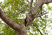 Guayaquil woodpecker - backside, Tumaco, Colombia A beautiful woodpecker found only in the far SouthWest of Colombia and Northwestern Ecuador. Near-threatened. It's not a shy bird, it forages in the open and is not quick to flee. Other than by call, it can be found by its drums, which consists of 5 rapid taps.<br />
https://www.jungledragon.com/image/79612/guayaquil_woodpecker_tumaco_colombia.html<br />
https://www.jungledragon.com/image/79613/guayaquil_woodpecker_-_side_view_tumaco_colombia.html<br />
https://www.jungledragon.com/image/79614/guayaquil_woodpecker_-_perched_tumaco_colombia.html Campephilus gayaquilensis,Colombia,Colombia 2018,Colombia South,Fall,Geotagged,Guayaquil woodpecker,South America,Tumaco,World