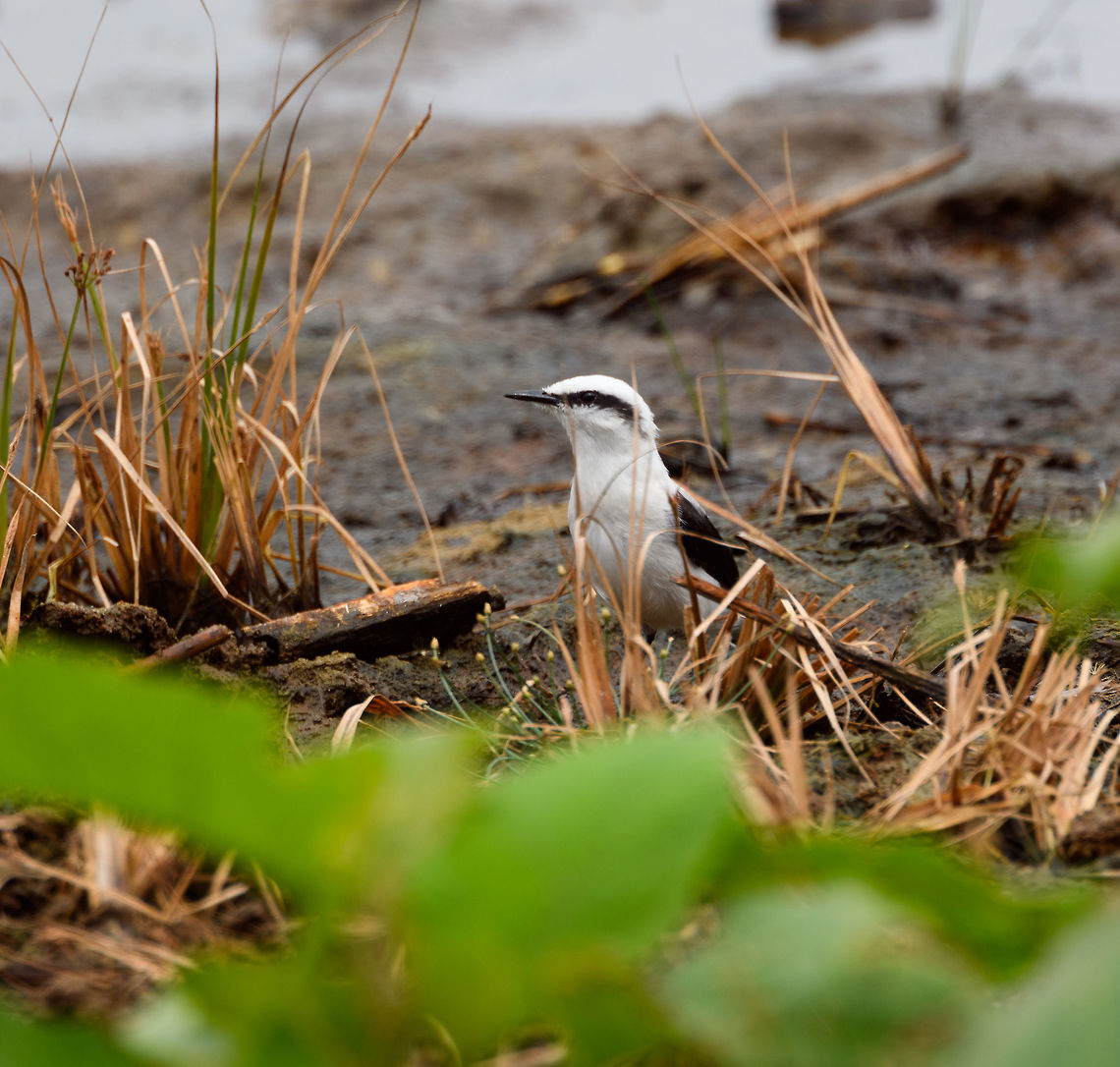 Masked water tyrant - closeup, Tumaco, Colombia This is a relatively recent addition to the Colombian bird list as this bird has expanded its range from the Northwest of Ecuador into the far Southwest of Colombia. Here it is now locally numerous, yet only in a small area.<br />
<figure class="photo"><a href="https://www.jungledragon.com/image/79654/masked_water_tyrant_tumaco_colombia.html" title="Masked water tyrant, Tumaco, Colombia"><img src="https://s3.amazonaws.com/media.jungledragon.com/images/2/79654_thumb.jpg?AWSAccessKeyId=05GMT0V3GWVNE7GGM1R2&Expires=1759968010&Signature=EiW%2FojONHx6GCAGsieQD02HUd2s%3D" width="200" height="134" alt="Masked water tyrant, Tumaco, Colombia This is a relatively recent addition to the Colombian bird list as this bird has expanded its range from the Northwest of Ecuador into the far Southwest of Colombia. Here it is now locally numerous, yet only in a small area.<br />
https://www.jungledragon.com/image/79653/masked_water_tyrant_-_on_log_tumaco_colombia.html<br />
https://www.jungledragon.com/image/79652/masked_water_tyrant_-_reed_tumaco_colombia.html<br />
https://www.jungledragon.com/image/79651/masked_water_tyrant_-_closeup_tumaco_colombia.html Colombia,Colombia 2018,Colombia South,Fall,Fluvicola nengeta,Geotagged,Masked water tyrant,South America,Tumaco,World" /></a></figure><br />
<figure class="photo"><a href="https://www.jungledragon.com/image/79653/masked_water_tyrant_-_on_log_tumaco_colombia.html" title="Masked water tyrant - on log, Tumaco, Colombia"><img src="https://s3.amazonaws.com/media.jungledragon.com/images/2/79653_thumb.jpg?AWSAccessKeyId=05GMT0V3GWVNE7GGM1R2&Expires=1759968010&Signature=pCQCStfCb82c2W6Ts8sxzZi8pF8%3D" width="144" height="152" alt="Masked water tyrant - on log, Tumaco, Colombia This is a relatively recent addition to the Colombian bird list as this bird has expanded its range from the Northwest of Ecuador into the far Southwest of Colombia. Here it is now locally numerous, yet only in a small area.<br />
https://www.jungledragon.com/image/79654/masked_water_tyrant_tumaco_colombia.html<br />
https://www.jungledragon.com/image/79652/masked_water_tyrant_-_reed_tumaco_colombia.html<br />
https://www.jungledragon.com/image/79651/masked_water_tyrant_-_closeup_tumaco_colombia.html Colombia,Colombia 2018,Colombia South,Fall,Fluvicola nengeta,Geotagged,Masked water tyrant,South America,Tumaco,World" /></a></figure><br />
<figure class="photo"><a href="https://www.jungledragon.com/image/79652/masked_water_tyrant_-_reed_tumaco_colombia.html" title="Masked water tyrant - reed, Tumaco, Colombia"><img src="https://s3.amazonaws.com/media.jungledragon.com/images/2/79652_thumb.jpg?AWSAccessKeyId=05GMT0V3GWVNE7GGM1R2&Expires=1759968010&Signature=7KhAHejHRmGoEby3MGuRyRUlI1w%3D" width="200" height="134" alt="Masked water tyrant - reed, Tumaco, Colombia This is a relatively recent addition to the Colombian bird list as this bird has expanded its range from the Northwest of Ecuador into the far Southwest of Colombia. Here it is now locally numerous, yet only in a small area.<br />
https://www.jungledragon.com/image/79654/masked_water_tyrant_tumaco_colombia.html<br />
https://www.jungledragon.com/image/79653/masked_water_tyrant_-_on_log_tumaco_colombia.html<br />
https://www.jungledragon.com/image/79651/masked_water_tyrant_-_closeup_tumaco_colombia.html Colombia,Colombia 2018,Colombia South,Fall,Fluvicola nengeta,Geotagged,Masked water tyrant,South America,Tumaco,World" /></a></figure> Colombia,Colombia 2018,Colombia South,Fall,Fluvicola nengeta,Geotagged,Masked water tyrant,South America,Tumaco,World