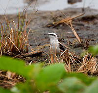 Masked water tyrant - closeup, Tumaco, Colombia This is a relatively recent addition to the Colombian bird list as this bird has expanded its range from the Northwest of Ecuador into the far Southwest of Colombia. Here it is now locally numerous, yet only in a small area.<br />
https://www.jungledragon.com/image/79654/masked_water_tyrant_tumaco_colombia.html<br />
https://www.jungledragon.com/image/79653/masked_water_tyrant_-_on_log_tumaco_colombia.html<br />
https://www.jungledragon.com/image/79652/masked_water_tyrant_-_reed_tumaco_colombia.html Colombia,Colombia 2018,Colombia South,Fall,Fluvicola nengeta,Geotagged,Masked water tyrant,South America,Tumaco,World