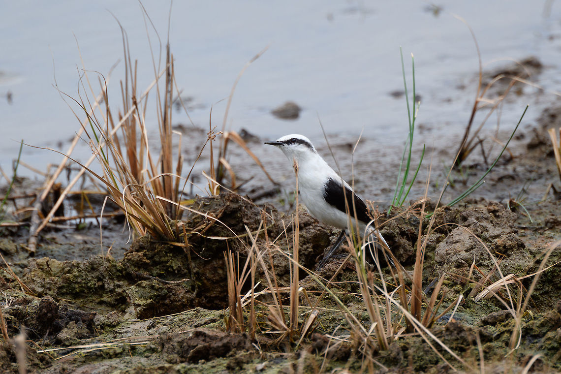 Masked water tyrant - reed, Tumaco, Colombia This is a relatively recent addition to the Colombian bird list as this bird has expanded its range from the Northwest of Ecuador into the far Southwest of Colombia. Here it is now locally numerous, yet only in a small area.<br />
<figure class="photo"><a href="https://www.jungledragon.com/image/79654/masked_water_tyrant_tumaco_colombia.html" title="Masked water tyrant, Tumaco, Colombia"><img src="https://s3.amazonaws.com/media.jungledragon.com/images/2/79654_thumb.jpg?AWSAccessKeyId=05GMT0V3GWVNE7GGM1R2&Expires=1770854410&Signature=0qUvy6F1u2D5byM0E3lSaJA6EWk%3D" width="200" height="134" alt="Masked water tyrant, Tumaco, Colombia This is a relatively recent addition to the Colombian bird list as this bird has expanded its range from the Northwest of Ecuador into the far Southwest of Colombia. Here it is now locally numerous, yet only in a small area.<br />
https://www.jungledragon.com/image/79653/masked_water_tyrant_-_on_log_tumaco_colombia.html<br />
https://www.jungledragon.com/image/79652/masked_water_tyrant_-_reed_tumaco_colombia.html<br />
https://www.jungledragon.com/image/79651/masked_water_tyrant_-_closeup_tumaco_colombia.html Colombia,Colombia 2018,Colombia South,Fall,Fluvicola nengeta,Geotagged,Masked water tyrant,South America,Tumaco,World" /></a></figure><br />
<figure class="photo"><a href="https://www.jungledragon.com/image/79653/masked_water_tyrant_-_on_log_tumaco_colombia.html" title="Masked water tyrant - on log, Tumaco, Colombia"><img src="https://s3.amazonaws.com/media.jungledragon.com/images/2/79653_thumb.jpg?AWSAccessKeyId=05GMT0V3GWVNE7GGM1R2&Expires=1770854410&Signature=kZUyAXitbzyPwMe5W%2BjhjjRcF%2Fk%3D" width="144" height="152" alt="Masked water tyrant - on log, Tumaco, Colombia This is a relatively recent addition to the Colombian bird list as this bird has expanded its range from the Northwest of Ecuador into the far Southwest of Colombia. Here it is now locally numerous, yet only in a small area.<br />
https://www.jungledragon.com/image/79654/masked_water_tyrant_tumaco_colombia.html<br />
https://www.jungledragon.com/image/79652/masked_water_tyrant_-_reed_tumaco_colombia.html<br />
https://www.jungledragon.com/image/79651/masked_water_tyrant_-_closeup_tumaco_colombia.html Colombia,Colombia 2018,Colombia South,Fall,Fluvicola nengeta,Geotagged,Masked water tyrant,South America,Tumaco,World" /></a></figure><br />
<figure class="photo"><a href="https://www.jungledragon.com/image/79651/masked_water_tyrant_-_closeup_tumaco_colombia.html" title="Masked water tyrant - closeup, Tumaco, Colombia"><img src="https://s3.amazonaws.com/media.jungledragon.com/images/2/79651_thumb.jpg?AWSAccessKeyId=05GMT0V3GWVNE7GGM1R2&Expires=1770854410&Signature=DLyvO4Way1G18kcWuPgjWRLEEzw%3D" width="200" height="192" alt="Masked water tyrant - closeup, Tumaco, Colombia This is a relatively recent addition to the Colombian bird list as this bird has expanded its range from the Northwest of Ecuador into the far Southwest of Colombia. Here it is now locally numerous, yet only in a small area.<br />
https://www.jungledragon.com/image/79654/masked_water_tyrant_tumaco_colombia.html<br />
https://www.jungledragon.com/image/79653/masked_water_tyrant_-_on_log_tumaco_colombia.html<br />
https://www.jungledragon.com/image/79652/masked_water_tyrant_-_reed_tumaco_colombia.html Colombia,Colombia 2018,Colombia South,Fall,Fluvicola nengeta,Geotagged,Masked water tyrant,South America,Tumaco,World" /></a></figure> Colombia,Colombia 2018,Colombia South,Fall,Fluvicola nengeta,Geotagged,Masked water tyrant,South America,Tumaco,World