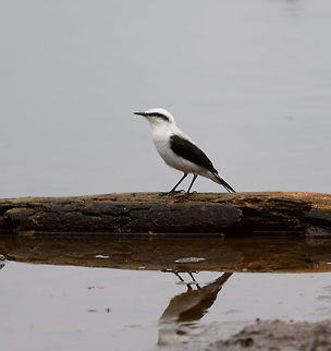 Masked water tyrant - on log, Tumaco, Colombia This is a relatively recent addition to the Colombian bird list as this bird has expanded its range from the Northwest of Ecuador into the far Southwest of Colombia. Here it is now locally numerous, yet only in a small area.
https://www.jungledragon.com/image/79654/masked_water_tyrant_tumaco_colombia.html
https://www.jungledragon.com/image/79652/masked_water_tyrant_-_reed_tumaco_colombia.html
https://www.jungledragon.com/image/79651/masked_water_tyrant_-_closeup_tumaco_colombia.html Colombia,Colombia 2018,Colombia South,Fall,Fluvicola nengeta,Geotagged,Masked water tyrant,South America,Tumaco,World
