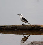 Masked water tyrant - on log, Tumaco, Colombia This is a relatively recent addition to the Colombian bird list as this bird has expanded its range from the Northwest of Ecuador into the far Southwest of Colombia. Here it is now locally numerous, yet only in a small area.<br />
https://www.jungledragon.com/image/79654/masked_water_tyrant_tumaco_colombia.html<br />
https://www.jungledragon.com/image/79652/masked_water_tyrant_-_reed_tumaco_colombia.html<br />
https://www.jungledragon.com/image/79651/masked_water_tyrant_-_closeup_tumaco_colombia.html Colombia,Colombia 2018,Colombia South,Fall,Fluvicola nengeta,Geotagged,Masked water tyrant,South America,Tumaco,World
