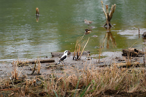 Masked water tyrant, Tumaco, Colombia This is a relatively recent addition to the Colombian bird list as this bird has expanded its range from the Northwest of Ecuador into the far Southwest of Colombia. Here it is now locally numerous, yet only in a small area.
https://www.jungledragon.com/image/79653/masked_water_tyrant_-_on_log_tumaco_colombia.html
https://www.jungledragon.com/image/79652/masked_water_tyrant_-_reed_tumaco_colombia.html
https://www.jungledragon.com/image/79651/masked_water_tyrant_-_closeup_tumaco_colombia.html Colombia,Colombia 2018,Colombia South,Fall,Fluvicola nengeta,Geotagged,Masked water tyrant,South America,Tumaco,World