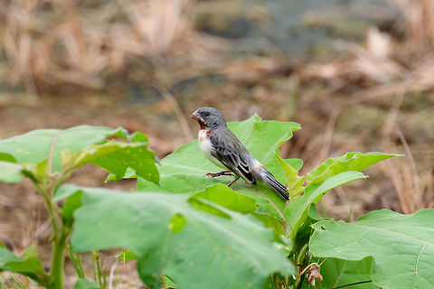 Chestnut-throated seedeater