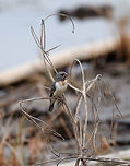 Tumaco seedeater - perched, Tumaco, Colombia The moment our guide Manuel spotted this bird in his binoculars, he went into crazy excitement mode, pushing me around, pointing, and whispering "hurry hurry hurry". I was as always completely oblivious to what makes this an important observation.<br />
<br />
From my notes, the Tumaco seedeater is is a hybrid species of the Chestnut-throated seedeater and the Ruddy-breasted seedeater. As the name suggests, the Tumaco seedeater hybrid concerns a tiny, isolated population.<br />
<br />
The throat patch indicates this to be a male in the breeding season. <br />
https://www.jungledragon.com/image/79655/tumaco_seedeater_tumaco_colombia.html Chestnut-throated seedeater,Colombia,Colombia 2018,Colombia South,Fall,Geotagged,South America,Sporophila telasco,Tumaco,World