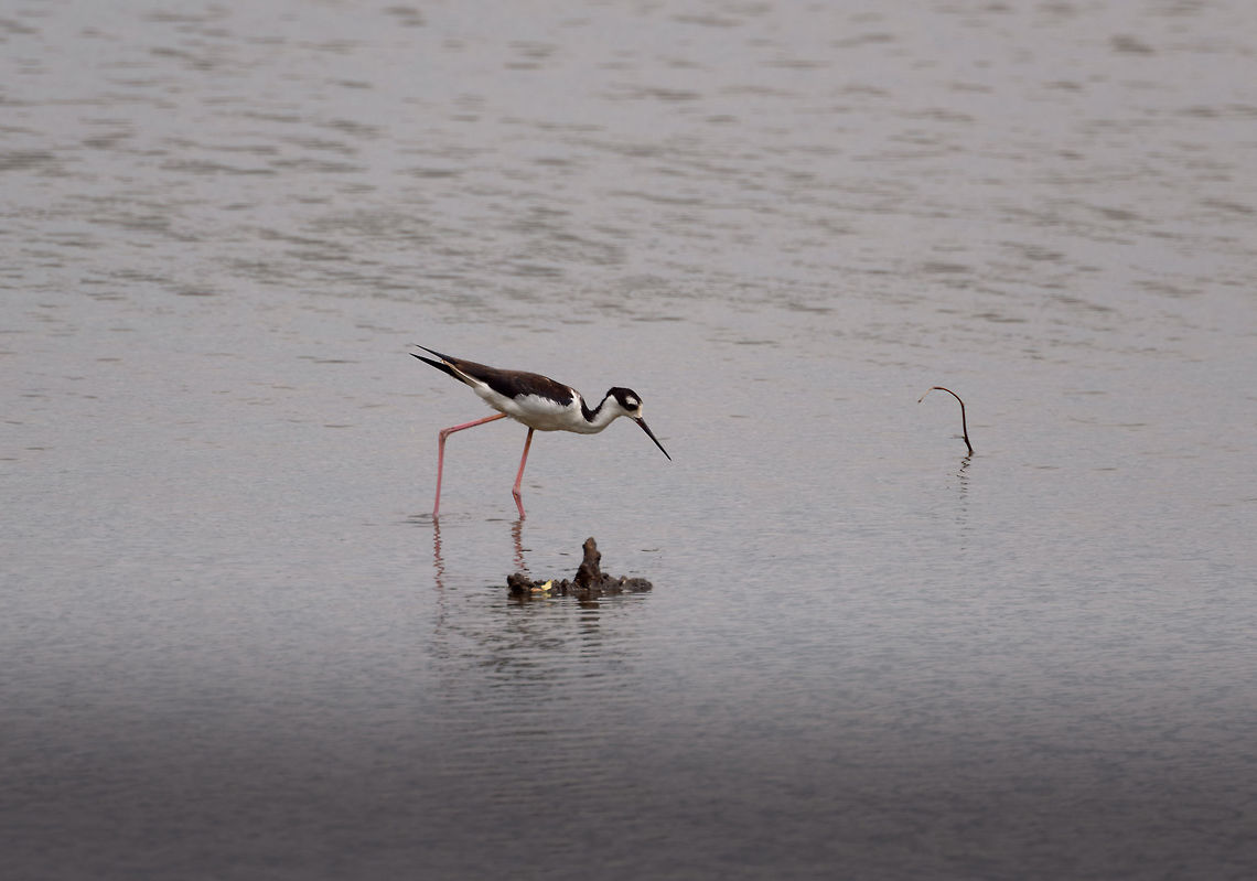 Black-necked Stilt, Tumaco, Colombia  Black-necked Stilt,Colombia,Colombia 2018,Colombia South,Fall,Geotagged,Himantopus mexicanus,South America,Tumaco,World