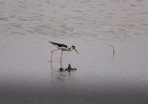 Black-necked Stilt, Tumaco, Colombia  Black-necked Stilt,Colombia,Colombia 2018,Colombia South,Fall,Geotagged,Himantopus mexicanus,South America,Tumaco,World
