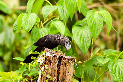 Smooth-billed Ani, Tumaco, Colombia  Colombia,Colombia 2018,Colombia South,Crotophaga ani,Fall,Geotagged,Smooth-billed ani,South America,Tumaco,World