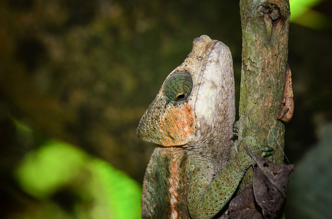 Globe-horned chameleon in Madagascar I was so annoyed that Wikipedia had no information at all about this specie, that I went ahead and actually created my very first Wikipedia article:<br />
<br />
<a href="http://en.wikipedia.org/wiki/Globe-horned_chameleon" rel="nofollow">http://en.wikipedia.org/wiki/Globe-horned_chameleon</a><br />
<br />
It's basic, but it works :) Calumma globifer,Globe-horned chameleon,Madagascar,Pyreras Reserve