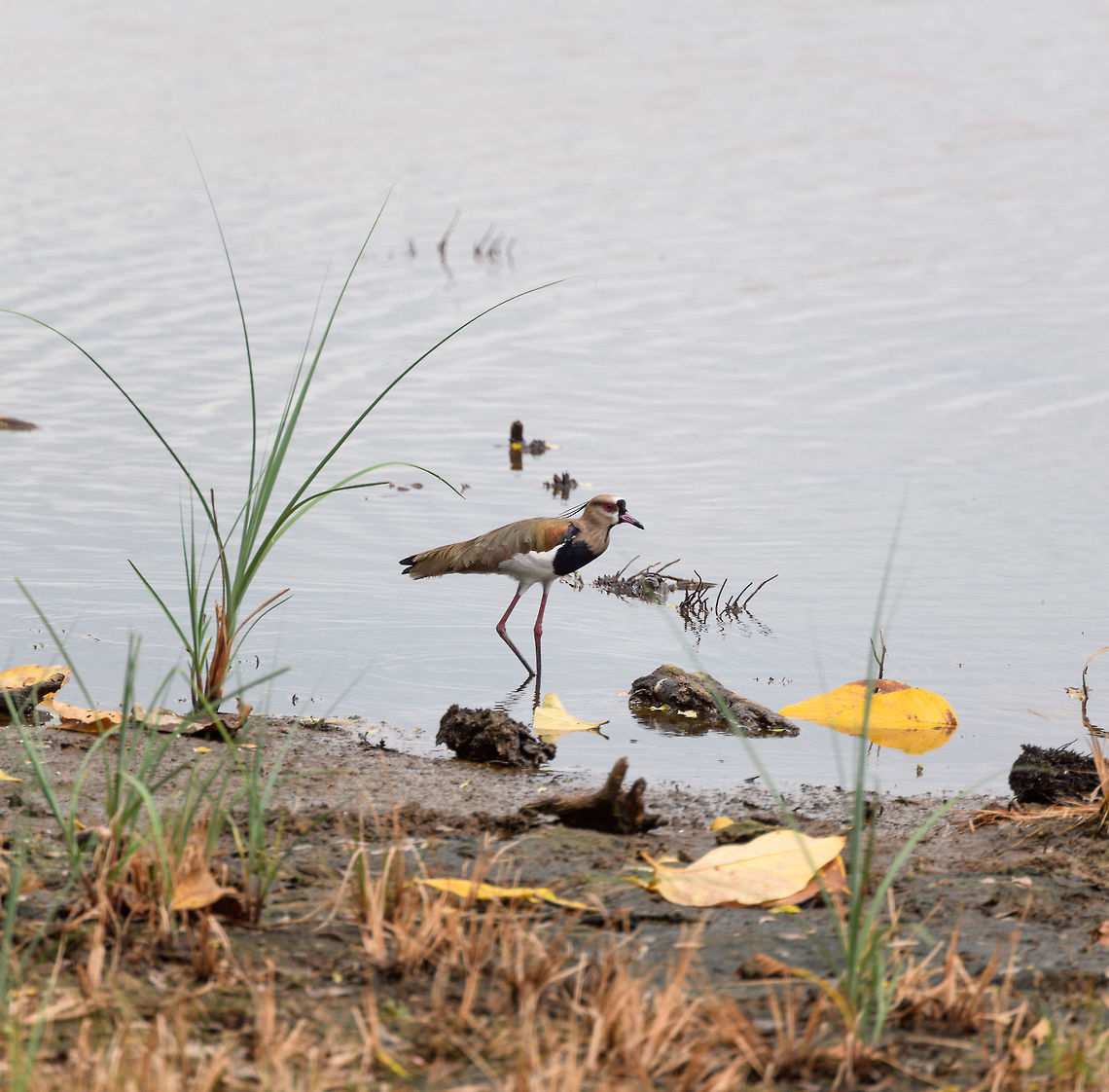 Southern Lapwing, Tumaco, Colombia  Colombia,Colombia 2018,Colombia South,South America,Southern Lapwing,Tumaco,Vanellus chilensis,World