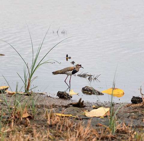 Southern Lapwing, Tumaco, Colombia  Colombia,Colombia 2018,Colombia South,South America,Southern Lapwing,Tumaco,Vanellus chilensis,World
