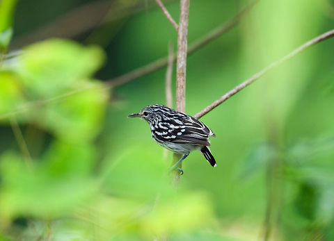 Pacific antwren, Tumaco, Colombia  Colombia,Colombia 2018,Colombia South,Fall,Geotagged,Myrmotherula pacifica,Pacific antwren,South America,Tumaco,World