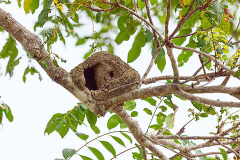 The Oven of an Ovenbird (Hornero), Tumaco, Colombia This is the mud nest of a species of Hornero, likely the Pacific Hornero. They build super strong mud nests that last for years. The big hole on the left is the passage which inside curls into a corner to lead to the main chamber. This curled construction is presumed to keep rain out. I'm not sure about the small "window" hole.

Here you can see another species of Hornero engineering a nest:
https://www.youtube.com/watch?v=edKsH6P8VMk Colombia,Colombia 2018,Colombia South,South America,Tumaco,World