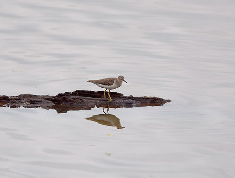 Shorebird 1, Tumaco, Colombia I've asked for helping IDing this one, I always struggle a lot with shore birds. Colombia,Colombia 2018,Colombia South,Fall,Geotagged,South America,Tumaco,World