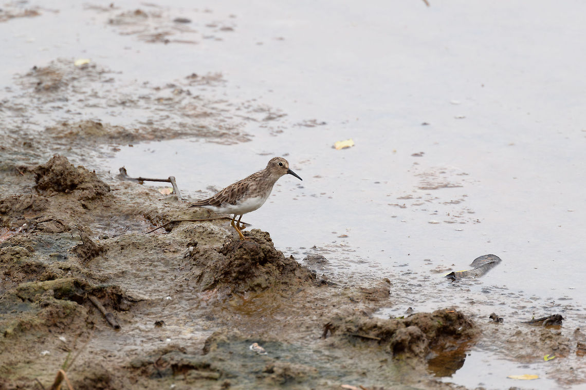 Shorebird 2, Tumaco, Colombia I've asked for helping IDing this one, I always struggle a lot with shore birds. Colombia,Colombia 2018,Colombia South,Fall,Geotagged,South America,Tumaco,World