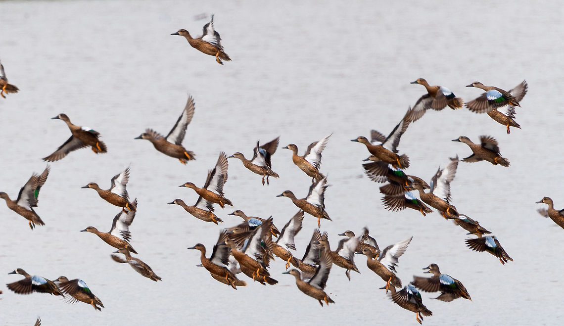 Blue-winged teal gathering - in flight 1, Tumaco, Colombia A pretty large gathering of Blue-winged teals on this little patch of sand in a pond near Tumaco. They are known to migrate from the US to the south during winter, yet this location would be the extreme southern end of their known territory.<br />
<figure class="photo"><a href="https://www.jungledragon.com/image/79696/blue-winged_teal_gathering_tumaco_colombia.html" title="Blue-winged teal gathering, Tumaco, Colombia"><img src="https://s3.amazonaws.com/media.jungledragon.com/images/2/79696_thumb.jpg?AWSAccessKeyId=05GMT0V3GWVNE7GGM1R2&Expires=1759968010&Signature=vgP1bdMBQcjdXCktNfA9tFMy%2Bkg%3D" width="200" height="124" alt="Blue-winged teal gathering, Tumaco, Colombia A pretty large gathering of Blue-winged teals on this little patch of sand in a pond near Tumaco. They are known to migrate from the US to the south during winter, yet this location would be the extreme southern end of their known territory.<br />
https://www.jungledragon.com/image/79694/blue-winged_teal_gathering_-_family_affairs_tumaco_colombia.html<br />
https://www.jungledragon.com/image/79693/blue-winged_teal_gathering_-_in_flight_1_tumaco_colombia.html<br />
https://www.jungledragon.com/image/79695/blue-winged_teal_gathering_-_in_flight_2_tumaco_colombia.html<br />
https://www.jungledragon.com/image/79697/blue-winged_teal_gathering_-_in_flight_3_tumaco_colombia.html Anas discors,Blue-winged teal,Colombia,Colombia 2018,Colombia South,Fall,Geotagged,South America,Spatula discors,Tumaco,World" /></a></figure><br />
<figure class="photo"><a href="https://www.jungledragon.com/image/79694/blue-winged_teal_gathering_-_family_affairs_tumaco_colombia.html" title="Blue-winged teal gathering - family affairs, Tumaco, Colombia"><img src="https://s3.amazonaws.com/media.jungledragon.com/images/2/79694_thumb.jpg?AWSAccessKeyId=05GMT0V3GWVNE7GGM1R2&Expires=1759968010&Signature=1RkrsoCo%2B%2BkbERkCyccKjLeeATw%3D" width="200" height="114" alt="Blue-winged teal gathering - family affairs, Tumaco, Colombia A pretty large gathering of Blue-winged teals on this little patch of sand in a pond near Tumaco. They are known to migrate from the US to the south during winter, yet this location would be the extreme southern end of their known territory.<br />
https://www.jungledragon.com/image/79696/blue-winged_teal_gathering_tumaco_colombia.html<br />
https://www.jungledragon.com/image/79693/blue-winged_teal_gathering_-_in_flight_1_tumaco_colombia.html<br />
https://www.jungledragon.com/image/79695/blue-winged_teal_gathering_-_in_flight_2_tumaco_colombia.html<br />
https://www.jungledragon.com/image/79697/blue-winged_teal_gathering_-_in_flight_3_tumaco_colombia.html Anas discors,Blue-winged teal,Colombia,Colombia 2018,Colombia South,Fall,Geotagged,South America,Tumaco,World" /></a></figure><br />
<figure class="photo"><a href="https://www.jungledragon.com/image/79695/blue-winged_teal_gathering_-_in_flight_2_tumaco_colombia.html" title="Blue-winged teal gathering - in flight 2, Tumaco, Colombia"><img src="https://s3.amazonaws.com/media.jungledragon.com/images/2/79695_thumb.jpg?AWSAccessKeyId=05GMT0V3GWVNE7GGM1R2&Expires=1759968010&Signature=s56Rfz23QOmH7XUEEchMk3PEYa4%3D" width="200" height="134" alt="Blue-winged teal gathering - in flight 2, Tumaco, Colombia A pretty large gathering of Blue-winged teals on this little patch of sand in a pond near Tumaco. They are known to migrate from the US to the south during winter, yet this location would be the extreme southern end of their known territory.<br />
https://www.jungledragon.com/image/79696/blue-winged_teal_gathering_tumaco_colombia.html<br />
https://www.jungledragon.com/image/79694/blue-winged_teal_gathering_-_family_affairs_tumaco_colombia.html<br />
https://www.jungledragon.com/image/79693/blue-winged_teal_gathering_-_in_flight_1_tumaco_colombia.html<br />
https://www.jungledragon.com/image/79697/blue-winged_teal_gathering_-_in_flight_3_tumaco_colombia.html Anas discors,Blue-winged teal,Colombia,Colombia 2018,Colombia South,Fall,Geotagged,South America,Tumaco,World" /></a></figure><br />
<figure class="photo"><a href="https://www.jungledragon.com/image/79697/blue-winged_teal_gathering_-_in_flight_3_tumaco_colombia.html" title="Blue-winged teal gathering - in flight 3, Tumaco, Colombia"><img src="https://s3.amazonaws.com/media.jungledragon.com/images/2/79697_thumb.jpg?AWSAccessKeyId=05GMT0V3GWVNE7GGM1R2&Expires=1759968010&Signature=p%2BcaGvupMGxvKKako6%2FQct8mZnE%3D" width="200" height="134" alt="Blue-winged teal gathering - in flight 3, Tumaco, Colombia A pretty large gathering of Blue-winged teals on this little patch of sand in a pond near Tumaco. They are known to migrate from the US to the south during winter, yet this location would be the extreme southern end of their known territory.<br />
https://www.jungledragon.com/image/79696/blue-winged_teal_gathering_tumaco_colombia.html<br />
https://www.jungledragon.com/image/79694/blue-winged_teal_gathering_-_family_affairs_tumaco_colombia.html<br />
https://www.jungledragon.com/image/79693/blue-winged_teal_gathering_-_in_flight_1_tumaco_colombia.html<br />
https://www.jungledragon.com/image/79695/blue-winged_teal_gathering_-_in_flight_2_tumaco_colombia.html Anas discors,Blue-winged teal,Colombia,Colombia 2018,Colombia South,Fall,Geotagged,South America,Tumaco,World" /></a></figure> Anas discors,Blue-winged teal,Colombia,Colombia 2018,Colombia South,Fall,Geotagged,South America,Tumaco,World