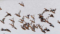 Blue-winged teal gathering - in flight 1, Tumaco, Colombia A pretty large gathering of Blue-winged teals on this little patch of sand in a pond near Tumaco. They are known to migrate from the US to the south during winter, yet this location would be the extreme southern end of their known territory.<br />
https://www.jungledragon.com/image/79696/blue-winged_teal_gathering_tumaco_colombia.html<br />
https://www.jungledragon.com/image/79694/blue-winged_teal_gathering_-_family_affairs_tumaco_colombia.html<br />
https://www.jungledragon.com/image/79695/blue-winged_teal_gathering_-_in_flight_2_tumaco_colombia.html<br />
https://www.jungledragon.com/image/79697/blue-winged_teal_gathering_-_in_flight_3_tumaco_colombia.html Anas discors,Blue-winged teal,Colombia,Colombia 2018,Colombia South,Fall,Geotagged,South America,Tumaco,World