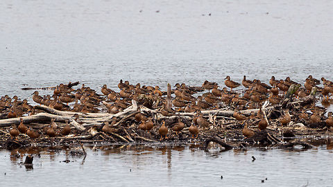 Blue-winged teal gathering - family affairs, Tumaco, Colombia A pretty large gathering of Blue-winged teals on this little patch of sand in a pond near Tumaco. They are known to migrate from the US to the south during winter, yet this location would be the extreme southern end of their known territory.
https://www.jungledragon.com/image/79696/blue-winged_teal_gathering_tumaco_colombia.html
https://www.jungledragon.com/image/79693/blue-winged_teal_gathering_-_in_flight_1_tumaco_colombia.html
https://www.jungledragon.com/image/79695/blue-winged_teal_gathering_-_in_flight_2_tumaco_colombia.html
https://www.jungledragon.com/image/79697/blue-winged_teal_gathering_-_in_flight_3_tumaco_colombia.html Anas discors,Blue-winged teal,Colombia,Colombia 2018,Colombia South,Fall,Geotagged,South America,Tumaco,World