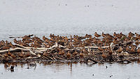 Blue-winged teal gathering - family affairs, Tumaco, Colombia A pretty large gathering of Blue-winged teals on this little patch of sand in a pond near Tumaco. They are known to migrate from the US to the south during winter, yet this location would be the extreme southern end of their known territory.<br />
https://www.jungledragon.com/image/79696/blue-winged_teal_gathering_tumaco_colombia.html<br />
https://www.jungledragon.com/image/79693/blue-winged_teal_gathering_-_in_flight_1_tumaco_colombia.html<br />
https://www.jungledragon.com/image/79695/blue-winged_teal_gathering_-_in_flight_2_tumaco_colombia.html<br />
https://www.jungledragon.com/image/79697/blue-winged_teal_gathering_-_in_flight_3_tumaco_colombia.html Anas discors,Blue-winged teal,Colombia,Colombia 2018,Colombia South,Fall,Geotagged,South America,Tumaco,World