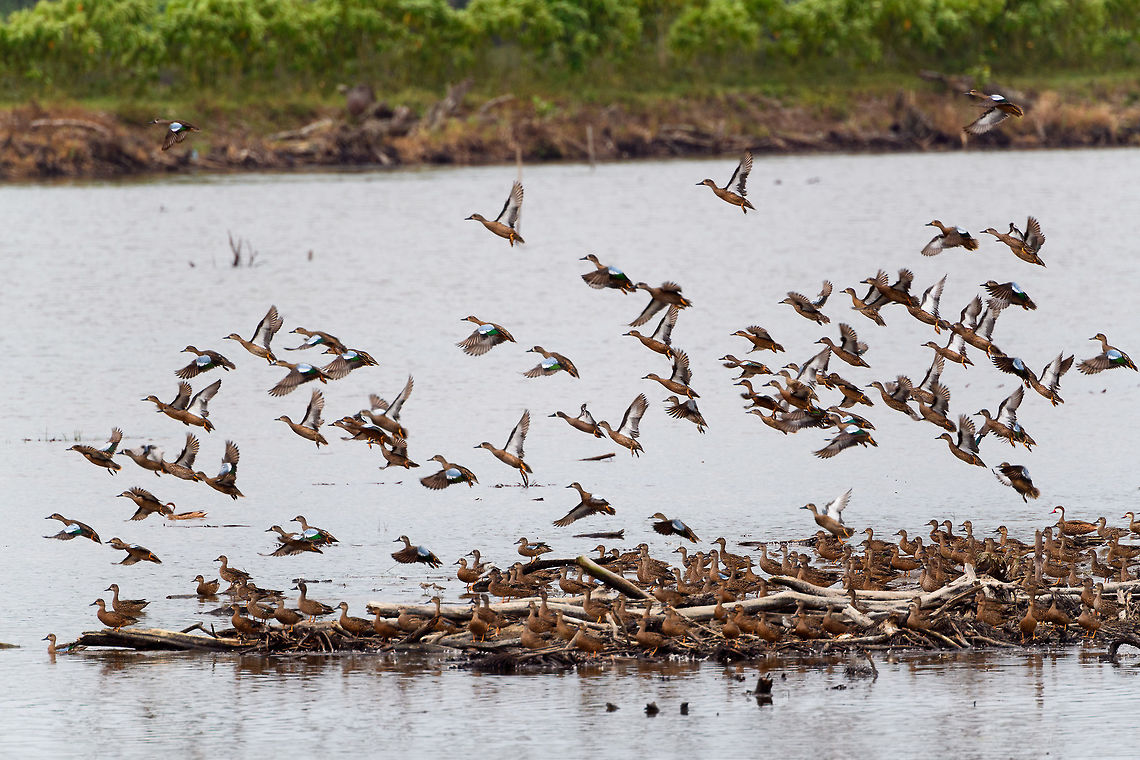 Blue-winged teal gathering - in flight 2, Tumaco, Colombia A pretty large gathering of Blue-winged teals on this little patch of sand in a pond near Tumaco. They are known to migrate from the US to the south during winter, yet this location would be the extreme southern end of their known territory.<br />
<figure class="photo"><a href="https://www.jungledragon.com/image/79696/blue-winged_teal_gathering_tumaco_colombia.html" title="Blue-winged teal gathering, Tumaco, Colombia"><img src="https://s3.amazonaws.com/media.jungledragon.com/images/2/79696_thumb.jpg?AWSAccessKeyId=05GMT0V3GWVNE7GGM1R2&Expires=1759968010&Signature=vgP1bdMBQcjdXCktNfA9tFMy%2Bkg%3D" width="200" height="124" alt="Blue-winged teal gathering, Tumaco, Colombia A pretty large gathering of Blue-winged teals on this little patch of sand in a pond near Tumaco. They are known to migrate from the US to the south during winter, yet this location would be the extreme southern end of their known territory.<br />
https://www.jungledragon.com/image/79694/blue-winged_teal_gathering_-_family_affairs_tumaco_colombia.html<br />
https://www.jungledragon.com/image/79693/blue-winged_teal_gathering_-_in_flight_1_tumaco_colombia.html<br />
https://www.jungledragon.com/image/79695/blue-winged_teal_gathering_-_in_flight_2_tumaco_colombia.html<br />
https://www.jungledragon.com/image/79697/blue-winged_teal_gathering_-_in_flight_3_tumaco_colombia.html Anas discors,Blue-winged teal,Colombia,Colombia 2018,Colombia South,Fall,Geotagged,South America,Spatula discors,Tumaco,World" /></a></figure><br />
<figure class="photo"><a href="https://www.jungledragon.com/image/79694/blue-winged_teal_gathering_-_family_affairs_tumaco_colombia.html" title="Blue-winged teal gathering - family affairs, Tumaco, Colombia"><img src="https://s3.amazonaws.com/media.jungledragon.com/images/2/79694_thumb.jpg?AWSAccessKeyId=05GMT0V3GWVNE7GGM1R2&Expires=1759968010&Signature=1RkrsoCo%2B%2BkbERkCyccKjLeeATw%3D" width="200" height="114" alt="Blue-winged teal gathering - family affairs, Tumaco, Colombia A pretty large gathering of Blue-winged teals on this little patch of sand in a pond near Tumaco. They are known to migrate from the US to the south during winter, yet this location would be the extreme southern end of their known territory.<br />
https://www.jungledragon.com/image/79696/blue-winged_teal_gathering_tumaco_colombia.html<br />
https://www.jungledragon.com/image/79693/blue-winged_teal_gathering_-_in_flight_1_tumaco_colombia.html<br />
https://www.jungledragon.com/image/79695/blue-winged_teal_gathering_-_in_flight_2_tumaco_colombia.html<br />
https://www.jungledragon.com/image/79697/blue-winged_teal_gathering_-_in_flight_3_tumaco_colombia.html Anas discors,Blue-winged teal,Colombia,Colombia 2018,Colombia South,Fall,Geotagged,South America,Tumaco,World" /></a></figure><br />
<figure class="photo"><a href="https://www.jungledragon.com/image/79693/blue-winged_teal_gathering_-_in_flight_1_tumaco_colombia.html" title="Blue-winged teal gathering - in flight 1, Tumaco, Colombia"><img src="https://s3.amazonaws.com/media.jungledragon.com/images/2/79693_thumb.jpg?AWSAccessKeyId=05GMT0V3GWVNE7GGM1R2&Expires=1759968010&Signature=N1kUHrmyqwR5WFZOM78gfBaOBP8%3D" width="200" height="116" alt="Blue-winged teal gathering - in flight 1, Tumaco, Colombia A pretty large gathering of Blue-winged teals on this little patch of sand in a pond near Tumaco. They are known to migrate from the US to the south during winter, yet this location would be the extreme southern end of their known territory.<br />
https://www.jungledragon.com/image/79696/blue-winged_teal_gathering_tumaco_colombia.html<br />
https://www.jungledragon.com/image/79694/blue-winged_teal_gathering_-_family_affairs_tumaco_colombia.html<br />
https://www.jungledragon.com/image/79695/blue-winged_teal_gathering_-_in_flight_2_tumaco_colombia.html<br />
https://www.jungledragon.com/image/79697/blue-winged_teal_gathering_-_in_flight_3_tumaco_colombia.html Anas discors,Blue-winged teal,Colombia,Colombia 2018,Colombia South,Fall,Geotagged,South America,Tumaco,World" /></a></figure><br />
<figure class="photo"><a href="https://www.jungledragon.com/image/79697/blue-winged_teal_gathering_-_in_flight_3_tumaco_colombia.html" title="Blue-winged teal gathering - in flight 3, Tumaco, Colombia"><img src="https://s3.amazonaws.com/media.jungledragon.com/images/2/79697_thumb.jpg?AWSAccessKeyId=05GMT0V3GWVNE7GGM1R2&Expires=1759968010&Signature=p%2BcaGvupMGxvKKako6%2FQct8mZnE%3D" width="200" height="134" alt="Blue-winged teal gathering - in flight 3, Tumaco, Colombia A pretty large gathering of Blue-winged teals on this little patch of sand in a pond near Tumaco. They are known to migrate from the US to the south during winter, yet this location would be the extreme southern end of their known territory.<br />
https://www.jungledragon.com/image/79696/blue-winged_teal_gathering_tumaco_colombia.html<br />
https://www.jungledragon.com/image/79694/blue-winged_teal_gathering_-_family_affairs_tumaco_colombia.html<br />
https://www.jungledragon.com/image/79693/blue-winged_teal_gathering_-_in_flight_1_tumaco_colombia.html<br />
https://www.jungledragon.com/image/79695/blue-winged_teal_gathering_-_in_flight_2_tumaco_colombia.html Anas discors,Blue-winged teal,Colombia,Colombia 2018,Colombia South,Fall,Geotagged,South America,Tumaco,World" /></a></figure> Anas discors,Blue-winged teal,Colombia,Colombia 2018,Colombia South,Fall,Geotagged,South America,Tumaco,World