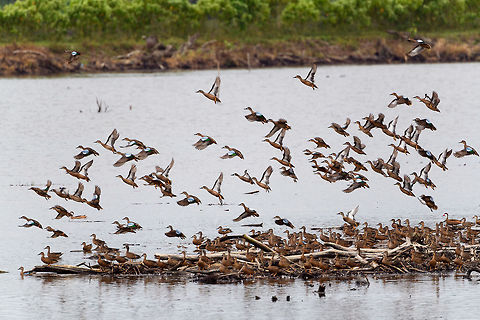 Blue-winged teal gathering - in flight 2, Tumaco, Colombia A pretty large gathering of Blue-winged teals on this little patch of sand in a pond near Tumaco. They are known to migrate from the US to the south during winter, yet this location would be the extreme southern end of their known territory.
https://www.jungledragon.com/image/79696/blue-winged_teal_gathering_tumaco_colombia.html
https://www.jungledragon.com/image/79694/blue-winged_teal_gathering_-_family_affairs_tumaco_colombia.html
https://www.jungledragon.com/image/79693/blue-winged_teal_gathering_-_in_flight_1_tumaco_colombia.html
https://www.jungledragon.com/image/79697/blue-winged_teal_gathering_-_in_flight_3_tumaco_colombia.html Anas discors,Blue-winged teal,Colombia,Colombia 2018,Colombia South,Fall,Geotagged,South America,Tumaco,World