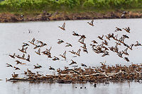 Blue-winged teal gathering - in flight 2, Tumaco, Colombia A pretty large gathering of Blue-winged teals on this little patch of sand in a pond near Tumaco. They are known to migrate from the US to the south during winter, yet this location would be the extreme southern end of their known territory.<br />
https://www.jungledragon.com/image/79696/blue-winged_teal_gathering_tumaco_colombia.html<br />
https://www.jungledragon.com/image/79694/blue-winged_teal_gathering_-_family_affairs_tumaco_colombia.html<br />
https://www.jungledragon.com/image/79693/blue-winged_teal_gathering_-_in_flight_1_tumaco_colombia.html<br />
https://www.jungledragon.com/image/79697/blue-winged_teal_gathering_-_in_flight_3_tumaco_colombia.html Anas discors,Blue-winged teal,Colombia,Colombia 2018,Colombia South,Fall,Geotagged,South America,Tumaco,World