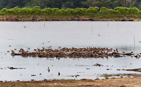 Blue-winged teal gathering, Tumaco, Colombia A pretty large gathering of Blue-winged teals on this little patch of sand in a pond near Tumaco. They are known to migrate from the US to the south during winter, yet this location would be the extreme southern end of their known territory.
https://www.jungledragon.com/image/79694/blue-winged_teal_gathering_-_family_affairs_tumaco_colombia.html
https://www.jungledragon.com/image/79693/blue-winged_teal_gathering_-_in_flight_1_tumaco_colombia.html
https://www.jungledragon.com/image/79695/blue-winged_teal_gathering_-_in_flight_2_tumaco_colombia.html
https://www.jungledragon.com/image/79697/blue-winged_teal_gathering_-_in_flight_3_tumaco_colombia.html Anas discors,Blue-winged teal,Colombia,Colombia 2018,Colombia South,Fall,Geotagged,South America,Spatula discors,Tumaco,World