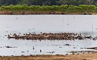 Blue-winged teal gathering, Tumaco, Colombia A pretty large gathering of Blue-winged teals on this little patch of sand in a pond near Tumaco. They are known to migrate from the US to the south during winter, yet this location would be the extreme southern end of their known territory.<br />
https://www.jungledragon.com/image/79694/blue-winged_teal_gathering_-_family_affairs_tumaco_colombia.html<br />
https://www.jungledragon.com/image/79693/blue-winged_teal_gathering_-_in_flight_1_tumaco_colombia.html<br />
https://www.jungledragon.com/image/79695/blue-winged_teal_gathering_-_in_flight_2_tumaco_colombia.html<br />
https://www.jungledragon.com/image/79697/blue-winged_teal_gathering_-_in_flight_3_tumaco_colombia.html Anas discors,Blue-winged teal,Colombia,Colombia 2018,Colombia South,Fall,Geotagged,South America,Spatula discors,Tumaco,World
