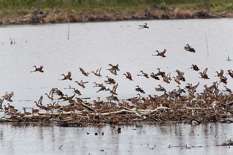Blue-winged teal gathering - in flight 3, Tumaco, Colombia A pretty large gathering of Blue-winged teals on this little patch of sand in a pond near Tumaco. They are known to migrate from the US to the south during winter, yet this location would be the extreme southern end of their known territory.
https://www.jungledragon.com/image/79696/blue-winged_teal_gathering_tumaco_colombia.html
https://www.jungledragon.com/image/79694/blue-winged_teal_gathering_-_family_affairs_tumaco_colombia.html
https://www.jungledragon.com/image/79693/blue-winged_teal_gathering_-_in_flight_1_tumaco_colombia.html
https://www.jungledragon.com/image/79695/blue-winged_teal_gathering_-_in_flight_2_tumaco_colombia.html Anas discors,Blue-winged teal,Colombia,Colombia 2018,Colombia South,Fall,Geotagged,South America,Tumaco,World