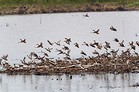 Blue-winged teal gathering - in flight 3, Tumaco, Colombia A pretty large gathering of Blue-winged teals on this little patch of sand in a pond near Tumaco. They are known to migrate from the US to the south during winter, yet this location would be the extreme southern end of their known territory.<br />
https://www.jungledragon.com/image/79696/blue-winged_teal_gathering_tumaco_colombia.html<br />
https://www.jungledragon.com/image/79694/blue-winged_teal_gathering_-_family_affairs_tumaco_colombia.html<br />
https://www.jungledragon.com/image/79693/blue-winged_teal_gathering_-_in_flight_1_tumaco_colombia.html<br />
https://www.jungledragon.com/image/79695/blue-winged_teal_gathering_-_in_flight_2_tumaco_colombia.html Anas discors,Blue-winged teal,Colombia,Colombia 2018,Colombia South,Fall,Geotagged,South America,Tumaco,World