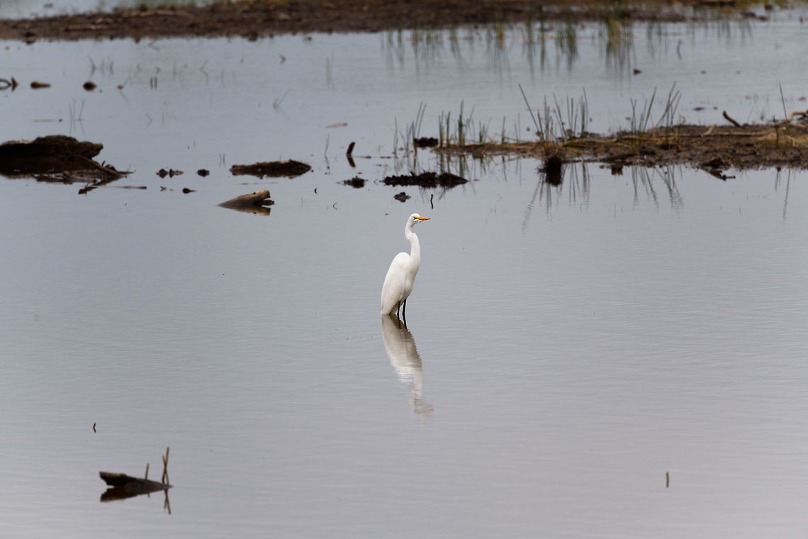 Great Egret, Tumaco, Colombia  Ardea alba,Colombia,Colombia 2018,Colombia South,Fall,Geotagged,Great egret,South America,Tumaco,World