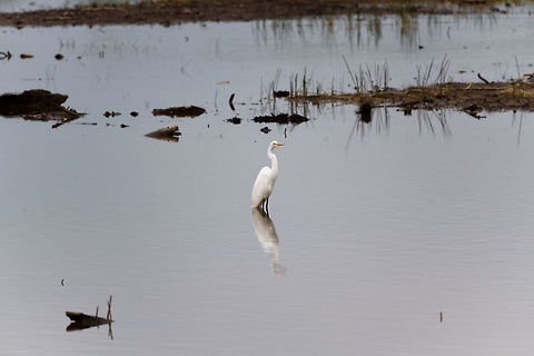 Great Egret, Tumaco, Colombia  Ardea alba,Colombia,Colombia 2018,Colombia South,Fall,Geotagged,Great egret,South America,Tumaco,World