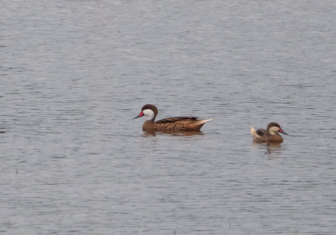 White-cheeked pintail, Tumaco, Colombia Sorry for the poor quality, this is a big crop. Anas bahamensis,Colombia,Colombia 2018,Colombia South,Fall,Geotagged,South America,Tumaco,White-cheeked pintail,World