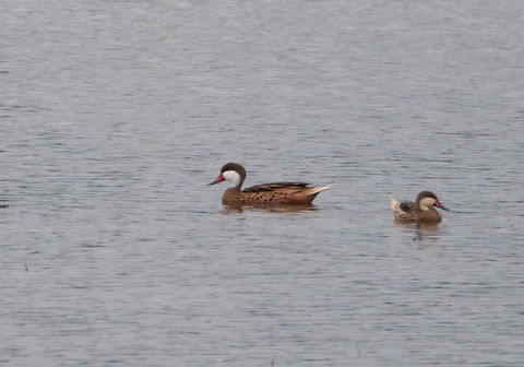 White-cheeked pintail, Tumaco, Colombia Sorry for the poor quality, this is a big crop. Anas bahamensis,Colombia,Colombia 2018,Colombia South,Fall,Geotagged,South America,Tumaco,White-cheeked pintail,World