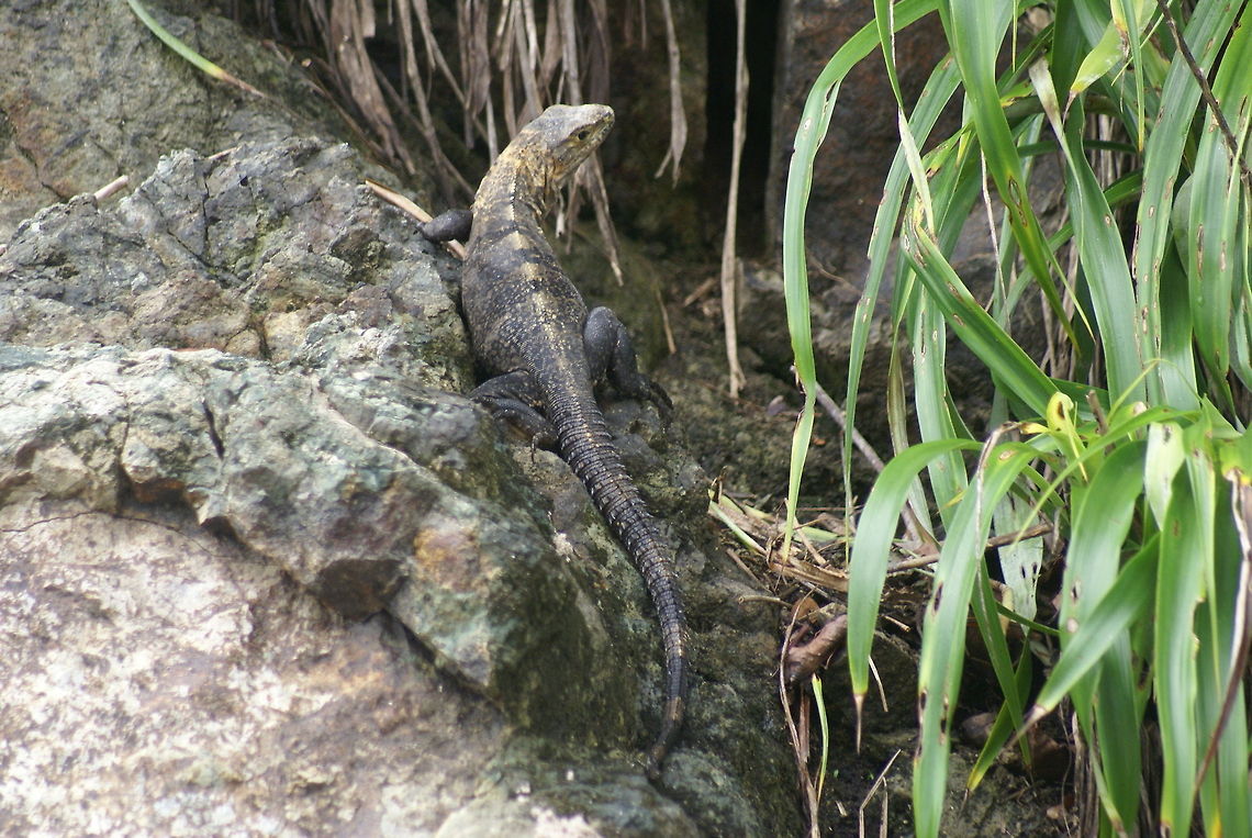 Green Iguana Back view of a Green Iguana resting on a rock in Costa Rica. Costa Rica,Ctenosaura similis,Iguana